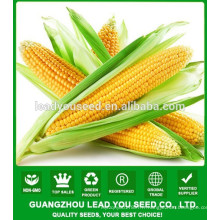 NCO011 Kewei Hybrid semences de maïs sucré de qualité de Chine